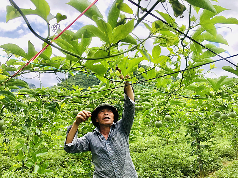 Tạo sinh kế cho người dân, góp phần xây dựng NTM bền vững.