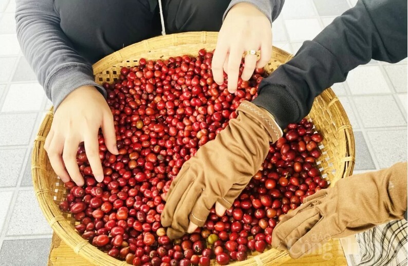 Giá cà phê Arabica giảm hơn 3% về mức 7.105 USD/tấn, mức thấp nhất trong 5 tháng qua