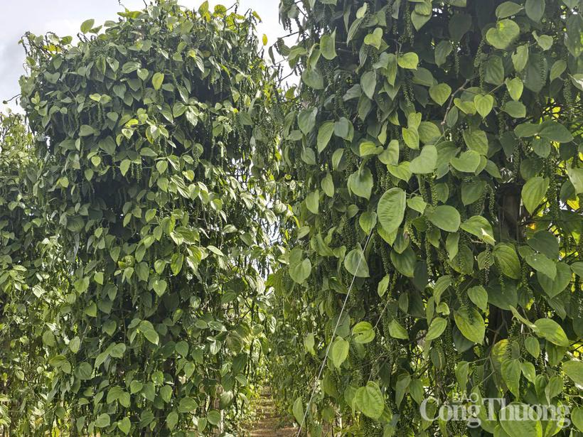 Những vườn tiêu xanh tốt được trồng ở Gia Lai