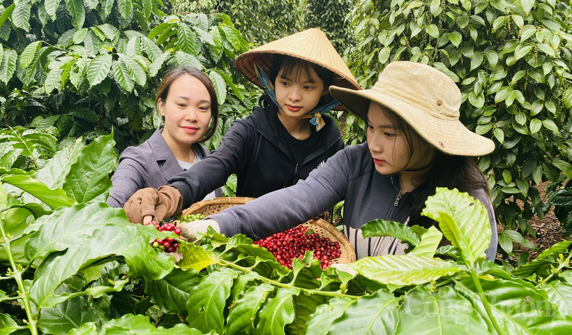 Người nông dân thu hoạch cà phê.