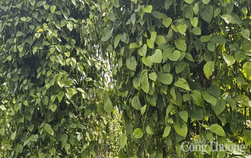 Những vườn tiêu xanh tốt được trồng ở Gia Lai