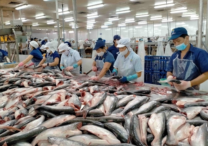 Nửa đầu năm 2025, xuất khẩu cá tra thu về gần 1 tỷ USD. Ảnh: Tạp chí Thủy sản Việt Nam