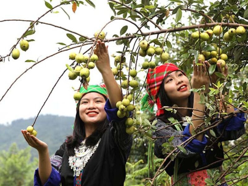 Sản phẩm cây sơn tra - Sơn La (Ảnh: Internet)
