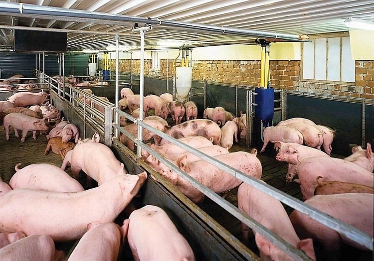 Giá heo hơi hôm nay ngày 4/8/2025: Tăng nhẹ ở miền Bắc và miền Nam