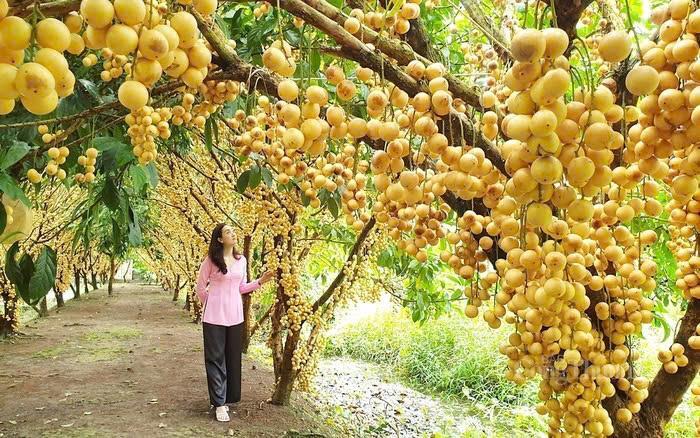 Du khách được khám phá, trải nghiệm các vườn trái cây.