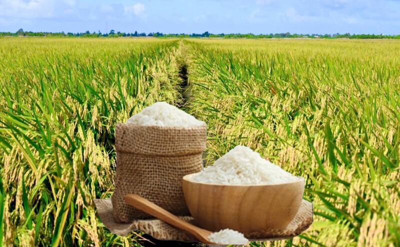 Giá lúa gạo hôm nay ngày 13/8: Gạo nguyên liệu xuất khẩu đảo chiều giảm, lúa tươi chững giá. Ảnh: Thanh Minh.