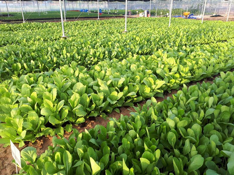 Trang trại nông nghiệp hữu cơ Tiến Tiến tại xã Phước Rinh - Khánh Hòa. Ảnh: TT
