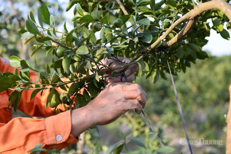 Chủ vườn tỉ mỉ buộc dây, tạo thế cho quất cảnh.