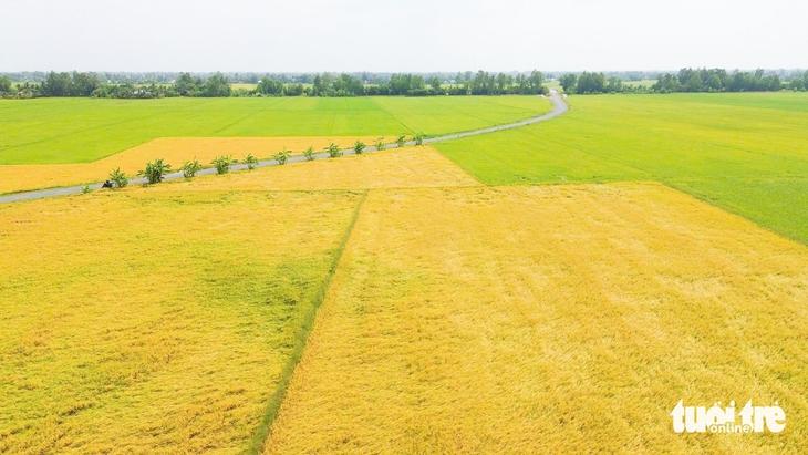 Nông dân ở An Giang làm lúa chất lượng cao nâng cao lợi nhuận - Ảnh: CHÍ CÔNG