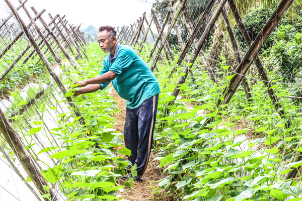 Mô hình sử dụng giá thể hữu cơ vi sinh đem lại hiệu quả kinh tế khá, góp phần nâng cao nhận thức sản xuất theo hướng hữu cơ, an toàn cho đồng bào dân tộc Khmer.
