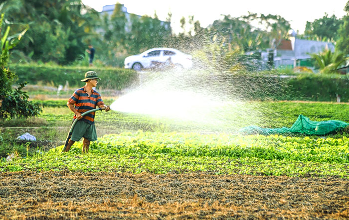 Vĩnh Long có nền tảng nông nghiệp vững chắc, sở hữu vùng sản xuất nông nghiệp, thủy sản rộng lớn.