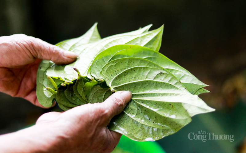 “Chúng tôi đang phải bón thêm phân hữu cơ và tưới nước đều đặn để lá trầu luôn giữ được độ xanh, bóng. Hơn một tháng nữa là đến Tết, nhu cầu thị trường đang tăng rất mạnh. Hiện tại giá trầu đã cao gấp đôi ngày thường nhưng lái buôn vẫn tìm đến tận vườn đặt hàng”, ông Thắng phấn khởi nói.