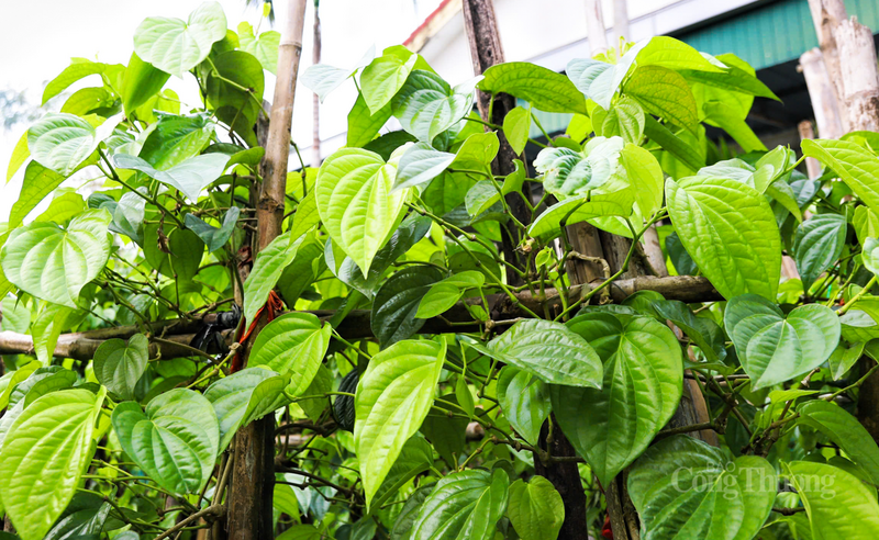 Toàn xã Thạch khê hiện có khoảng 150 hộ trồng trầu không, tập trung chủ yếu ở thôn Văn Sơn, Bắc Hải, Nam Hải... Trung bình mỗi hộ có khoảng 150 - 200 gốc.