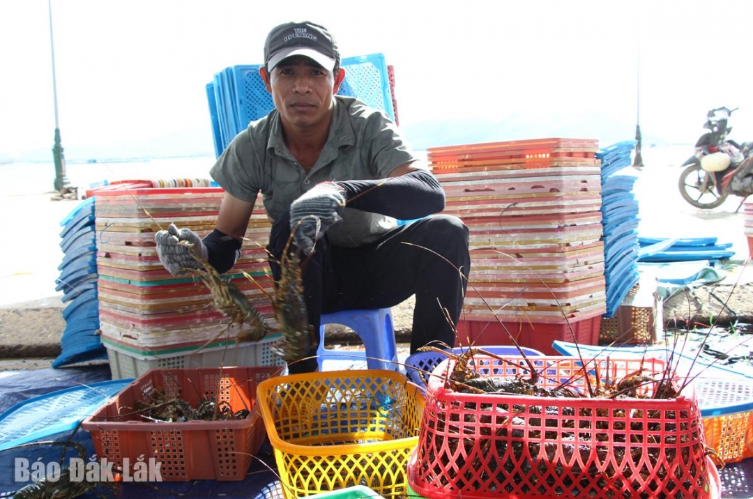 Niềm vui của một ngư dân khi tôm hùm tăng giá.