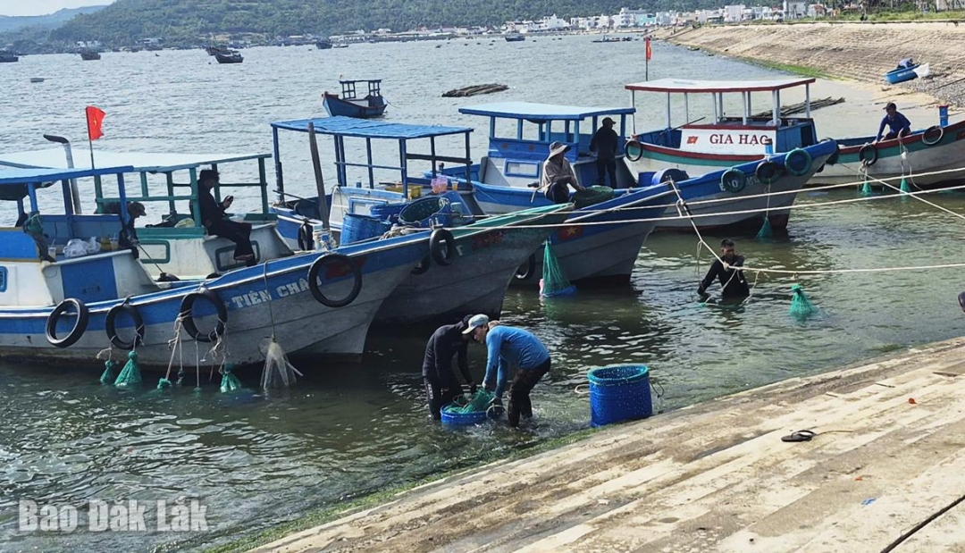 Ngư dân thu hoạch đưa tôm hùm vào bờ.