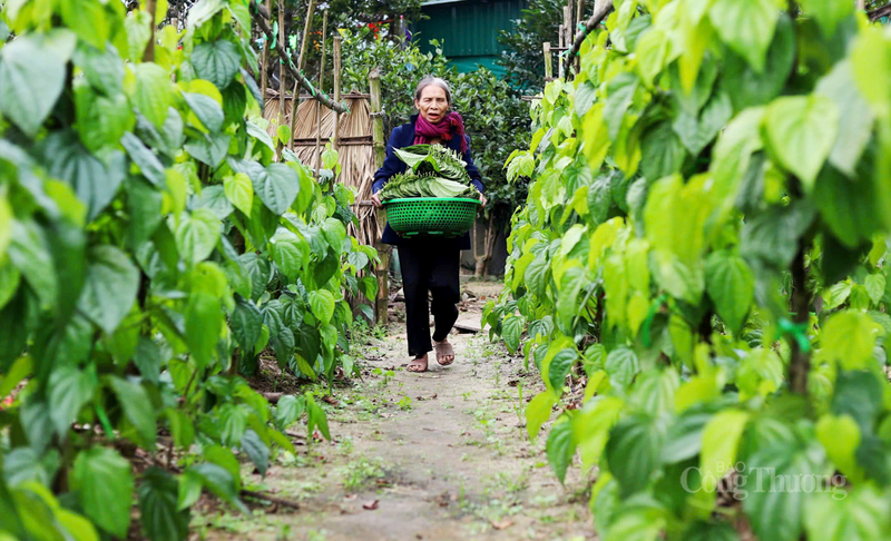 Theo người dân địa phương, thông thường, giá trầu không biến động theo mùa, nhưng năm nay ghi nhận mức tăng khá sớm.