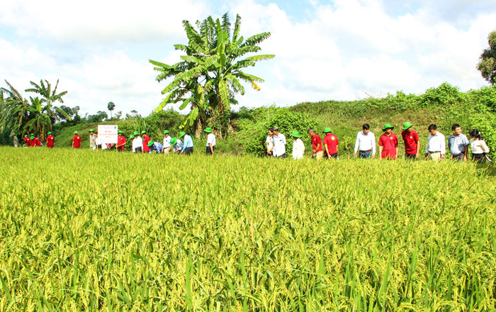 Khuyến nông đã làm đầu mối tổ chức các hoạt động tập huấn, xây dựng mô hình trình diễn, phổ biến quy trình canh tác bền vững.