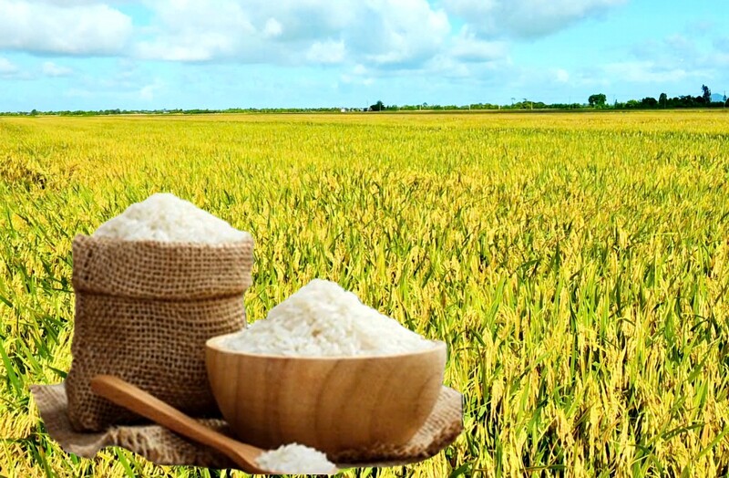 Giá lúa gạo hôm nay ngày 22/1/2026: Thị trường trầm lắng. Ảnh: Thanh Minh.