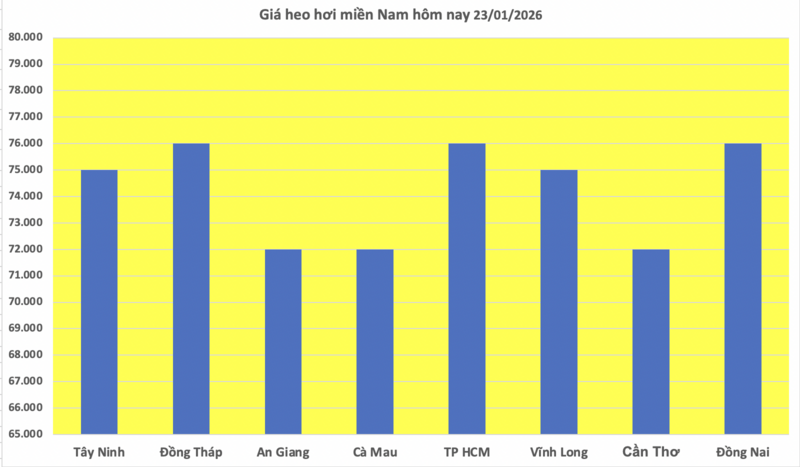 Giá heo hơi hôm nay 23/1/2026: Lên mốc 79.000 đồng/kg - 3