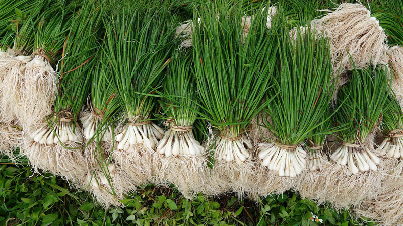 Từng bó củ kiệu trắng ngần. Ảnh: Nguyễn Dương