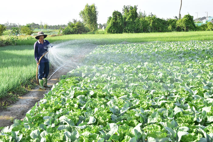 Nông dân ấp Ngãi Hiệp, xã Hưng Mỹ tích cực chăm sóc hoa màu phục vụ Tết.