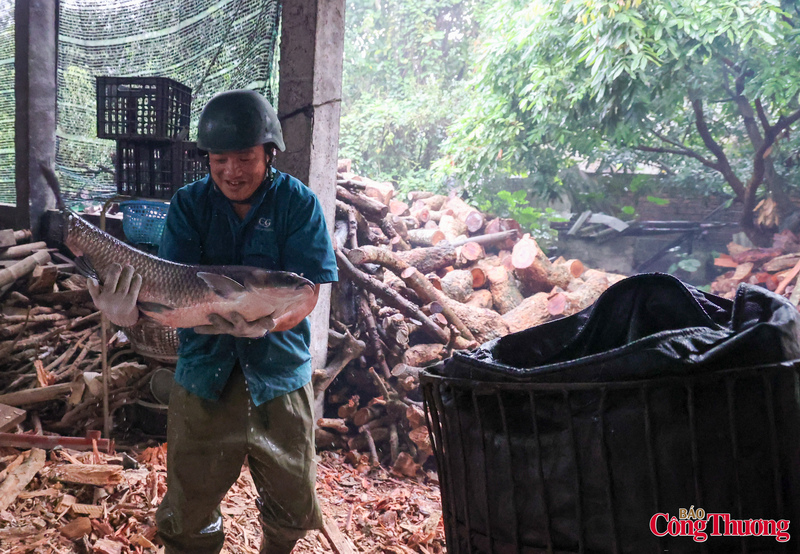 Sự hấp dẫn của cá kho làng Vũ Đại nằm ở quy trình chế biến tỉ mỉ, cầu kỳ và tuân thủ nghiêm ngặt các tiêu chuẩn truyền thống. Cá trắm đen là nguyên liệu chính, thường là những con cá khỏe mạnh, trọng lượng từ 5-8kg, thịt dày, chắc và ít xương dăm.