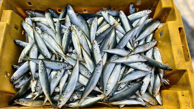 Những mẻ cá nục tươi rói. Ảnh: Nguyễn Dương