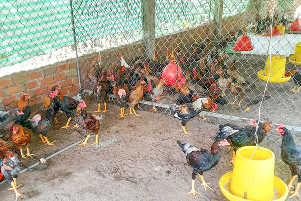 Ngành chăn nuôi tiếp tục phát triển theo hướng công nghiệp, an toàn sinh học, thân thiện môi trường, tăng hiệu quả kinh tế.