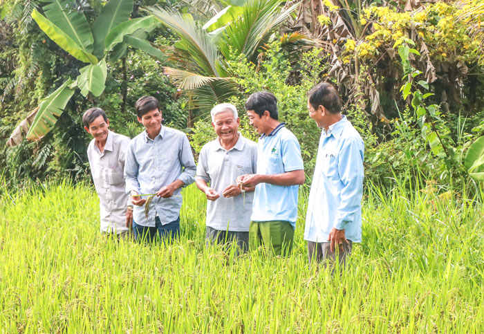 Chú Trần Văn Bé Bảy- HTX Nông nghiệp Hồi Tường (thứ 2 từ phải sang) chia sẻ kinh nghiệm sản xuất lúa giống chất lượng cao.
