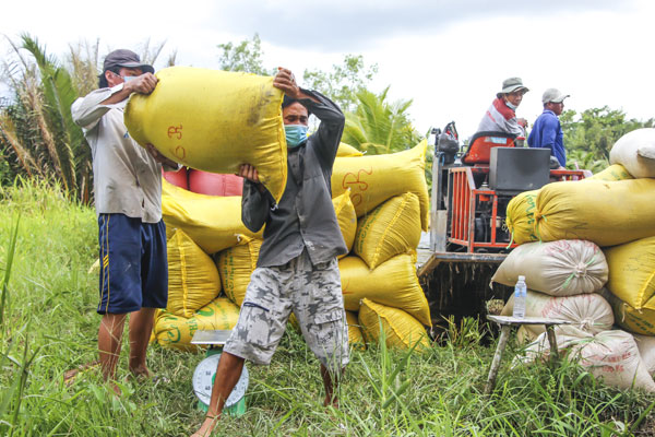Nông dân phấn khởi vì lúa Đông Xuân trúng mùa.