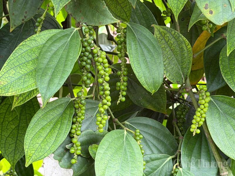 Cây hồ tiêu tại Lâm Đồng.