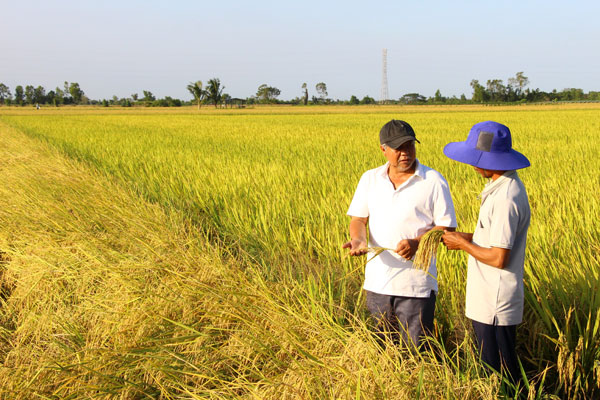 Trước những biến động của thị trường, ngành lúa gạo cần chủ động thích ứng.