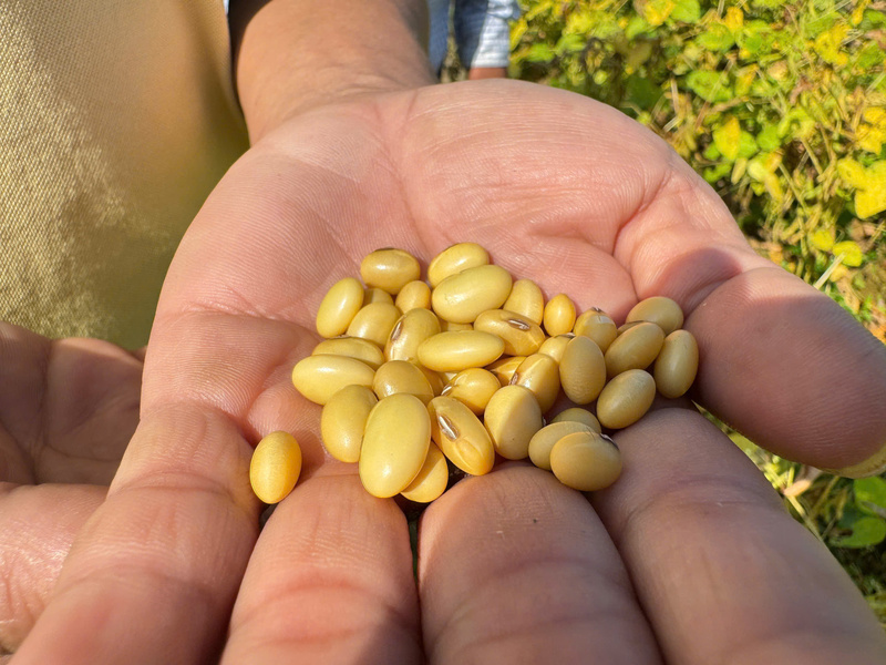 Việc phát triển cây đậu nành theo hướng liên kết cũng góp phần chuyển đổi cơ cấu cây trồng, hình thành vùng sản xuất ổn định phục vụ cho nhà máy. Ảnh: Nguyễn Dương