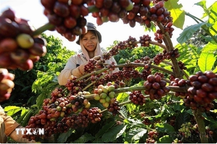 Xuất khẩu của Việt Nam sang Tunisia đạt 40,6 triệu USD năm 2025, chủ yếu gồm các mặt hàng nông sản như cà phê, hạt tiêu... Ảnh: TTXVN