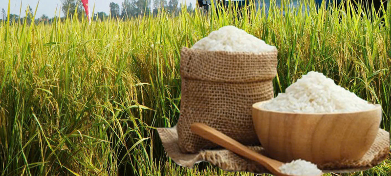 Giá lúa gạo hôm nay ngày 24/4: Lúa tươi đồng loạt giảm nhẹ. Ảnh: Thanh Minh.