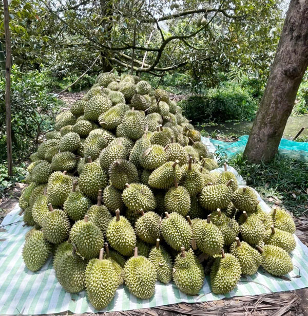 Ngành hàng sầu riêng đang đứng trước nhiều rủi ro, thách thức.