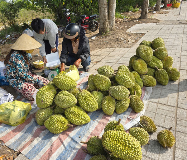 Nhiều vườn sầu riêng đang bước vào cao điểm thu hoạch nhưng giá bán lại ở mức thấp.