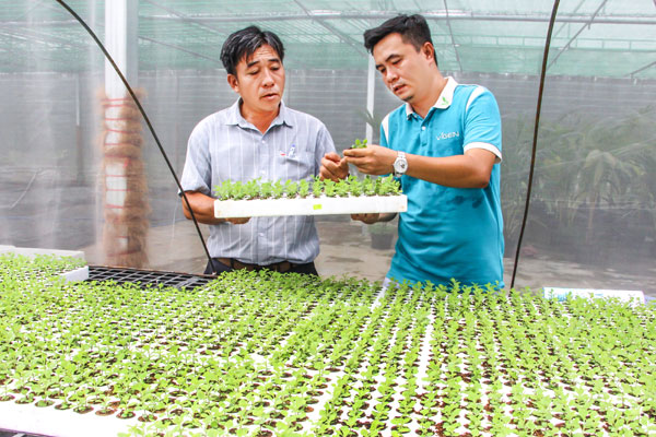 Mô hình thí điểm trồng cúc mâm xôi cấy mô phục vụ Tết Nguyên đán 2027 được kỳ vọng sẽ tạo tiền đề nhân rộng sản xuất hoa kiểng ứng dụng công nghệ cao tại Chợ Lách. Ảnh: NGUYÊN KHANG