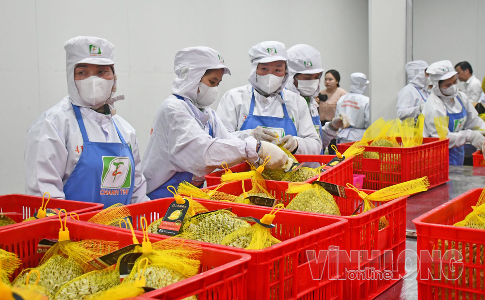 Bao bì và dán nhãn sầu riêng tại Công ty CP Tập đoàn xuất nhập khẩu trái cây Chánh Thu, xã Chợ Lách. Ảnh: CẨM TRÚC