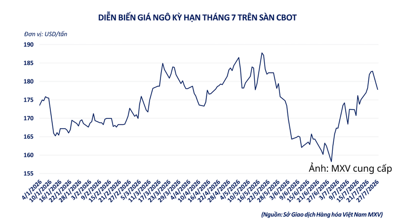 Diễn biến giá ngô CBOT kỳ hạn tháng 7