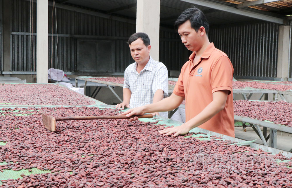 Sơ chế hạt ca cao tại Công ty TNHH Cacao Mekong. Ảnh: SƠN TUYỀN