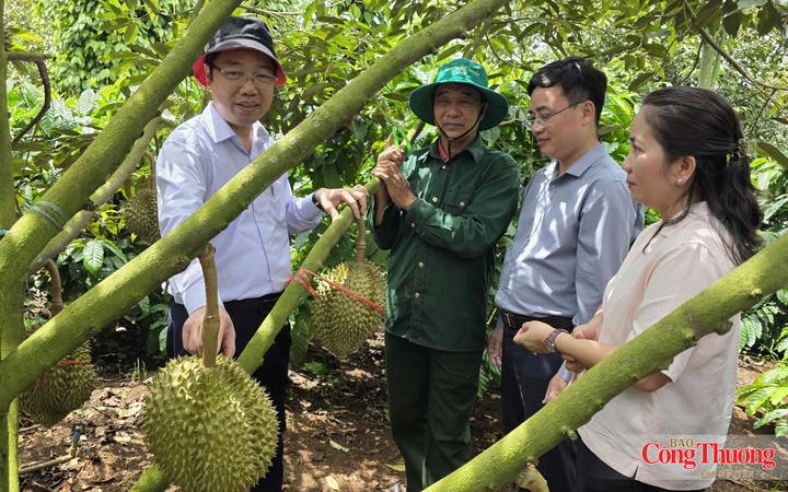Lễ hội nhằm tôn vinh người trồng sầu riêng, thúc đẩy xúc tiến thương mại, đầu tư, du lịch và mở rộng kết nối thị trường.