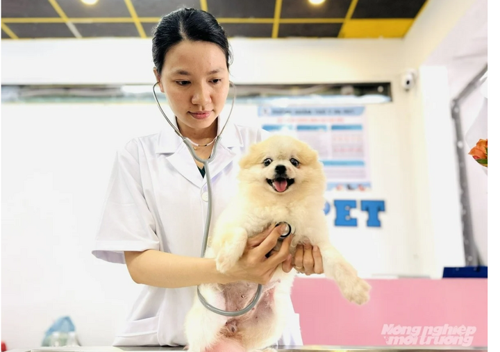 Bác sĩ thú y tại Phòng khám thú y PA Pet ở TP. Cần Thơ khám sức khỏe định kỳ cho chó cảnh, góp phần phòng bệnh và chăm sóc thú cưng toàn diện. Ảnh: Báo Nông nghiệp và Môi trường