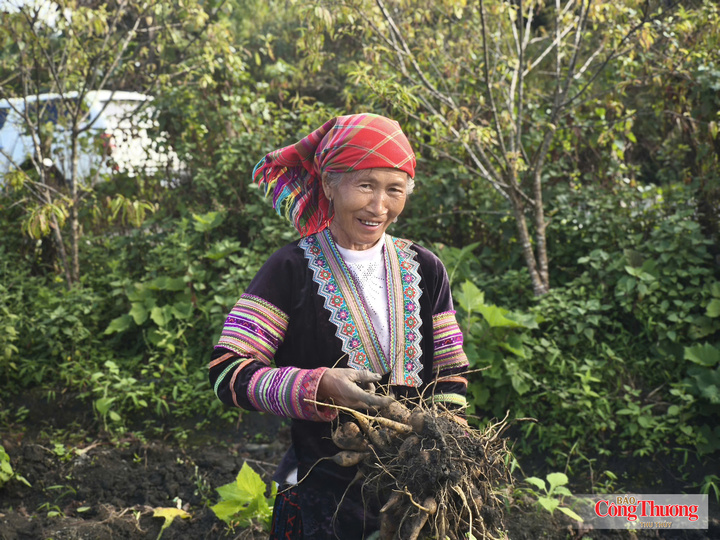 Bà con Sìn Hồ trong niềm vui được mùa khoai sâm.