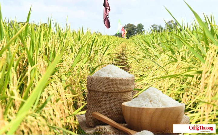 Giá lúa gạo hôm nay ngày 12/9/2026: Gạo nguyên liệu xuất khẩu tăng