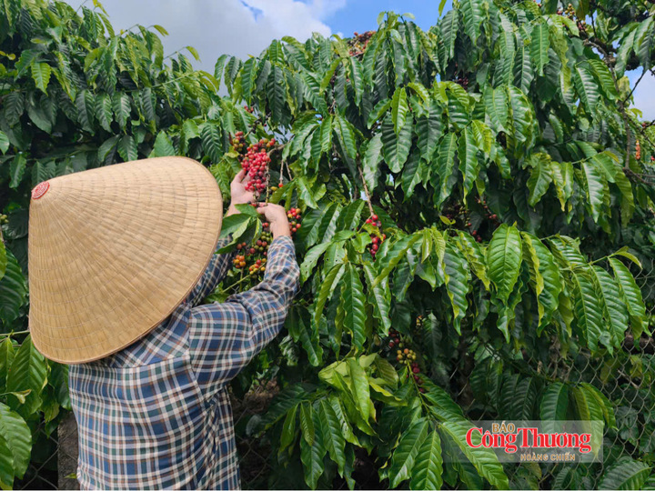 Thu hoạch cà phê tại vườn trồng Lâm Đồng.