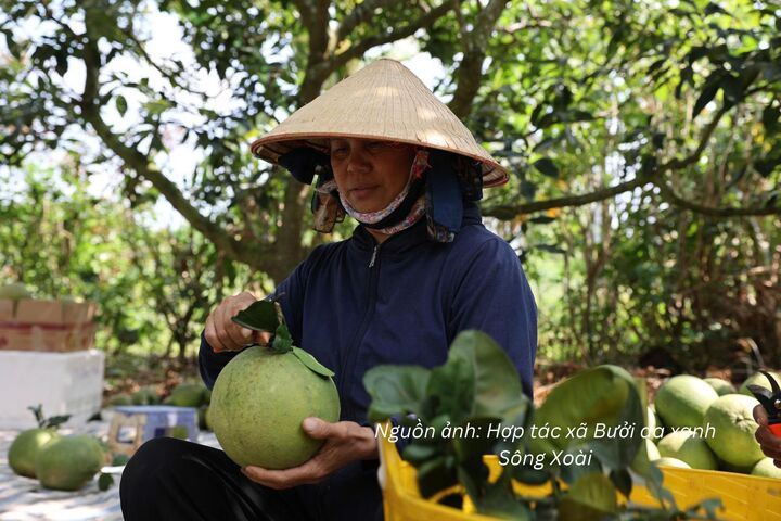 Hoạt động sơ chế của Hợp tác xã Bưởi da xanh Sông Xoài (TP. Hồ Chí Minh).