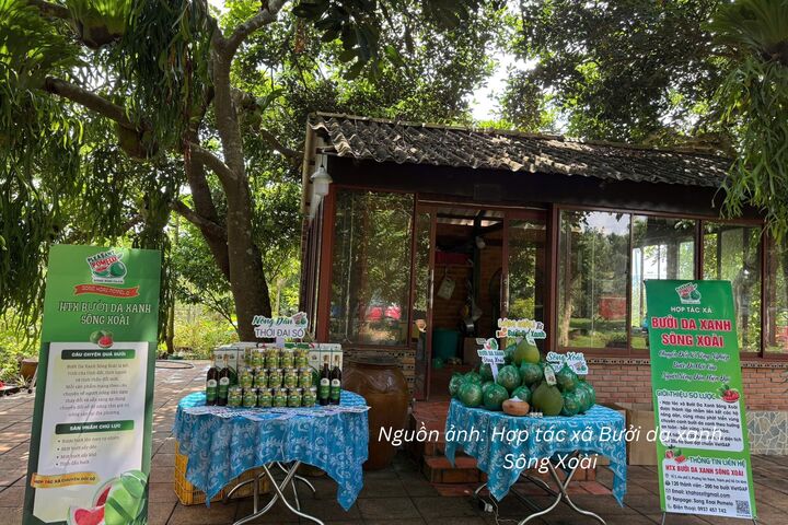 Sản phẩm của Hợp tác xã Bưởi da xanh Sông Xoài.