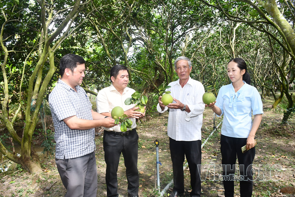 Người dân vùng trồng bưởi da xanh tại xã Tiên Thủy quan tâm đến quy trình canh tác bưởi theo tiêu chuẩn xuất khẩu.