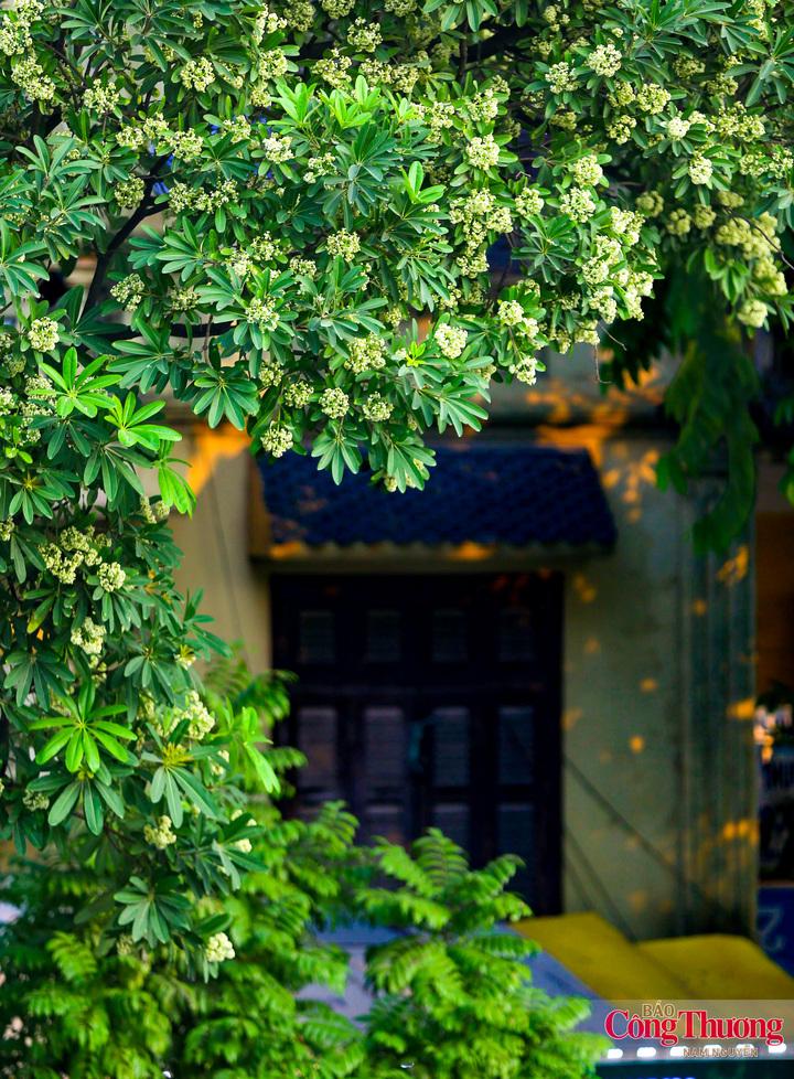 Những chùm hoa trắng nhỏ nép trên tán cây, tỏa hương trong tiết trời se lạnh đầu thu, tạo nên nét bình dị giữa không gian cổ kính của khu phố trung tâm.